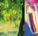 weinregion baden