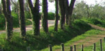 weinregion pfalz