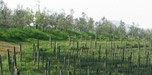 weinregion rheingau