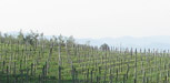 weinregion rheinhessen