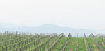 weinregion saale-unstrut