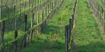 weinregion sachsen