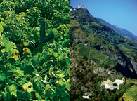 weinbauern beretsch